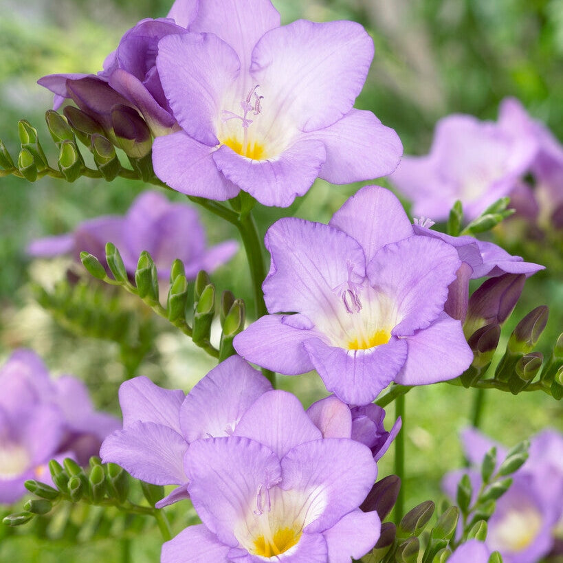 Freesia-Single Purple 15-pakning